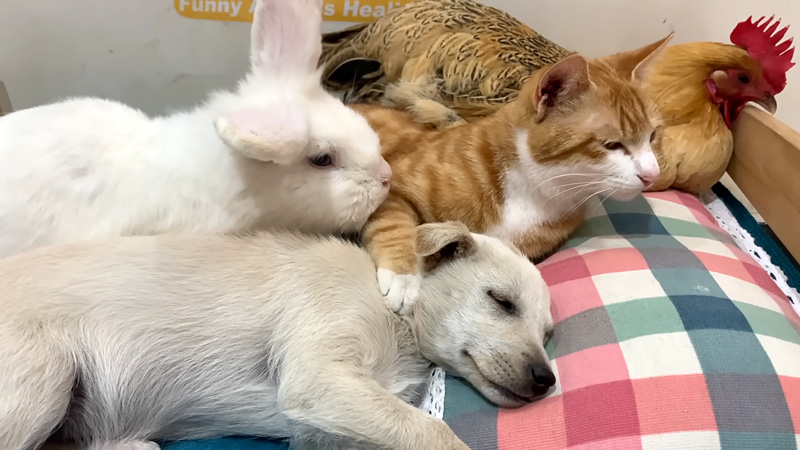 猫と一緒にベッドでくつろぐ動物達