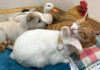 猫のリーダーシップの元、子犬とアヒルとニワトリとウサギが仲良しに! 猫とベッドでくつろぐ子犬とアヒルとニワトリとウサギ