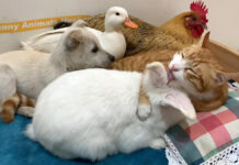 猫のリーダーシップの元、子犬とアヒルとニワトリとウサギが仲良しに! 猫とベッドでくつろぐ子犬とアヒルとニワトリとウサギ