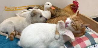 猫とベッドでくつろぐ子犬とアヒルとニワトリとウサギ