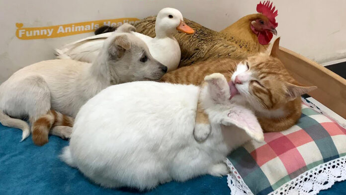 猫とベッドでくつろぐ子犬とアヒルとニワトリとウサギ