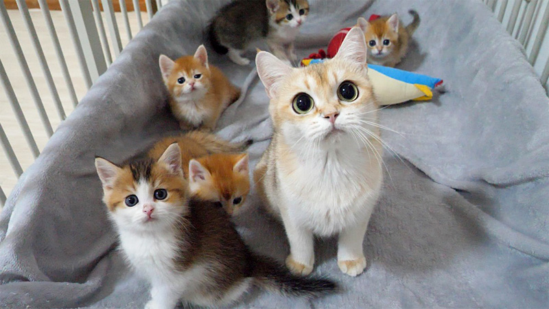 まん丸オメメの猫の親子