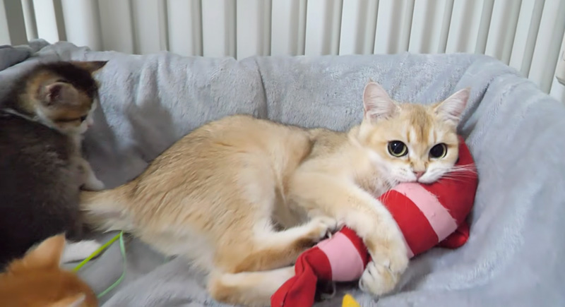 ケリケリする母猫