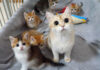 まん丸オメメの猫の親子