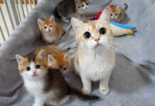 まん丸オメメの猫の親子