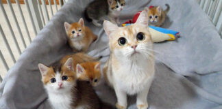 まん丸オメメの猫の親子