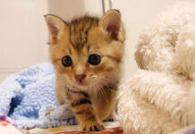 ミルクが待ち遠しい子猫