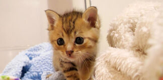 ミルクが待ち遠しい子猫