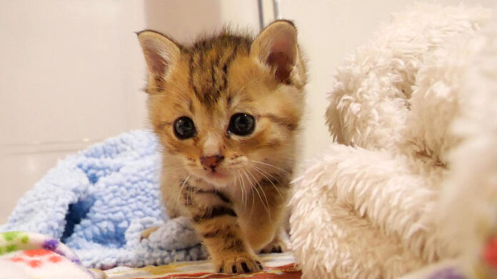 ミルクが待ち遠しい子猫
