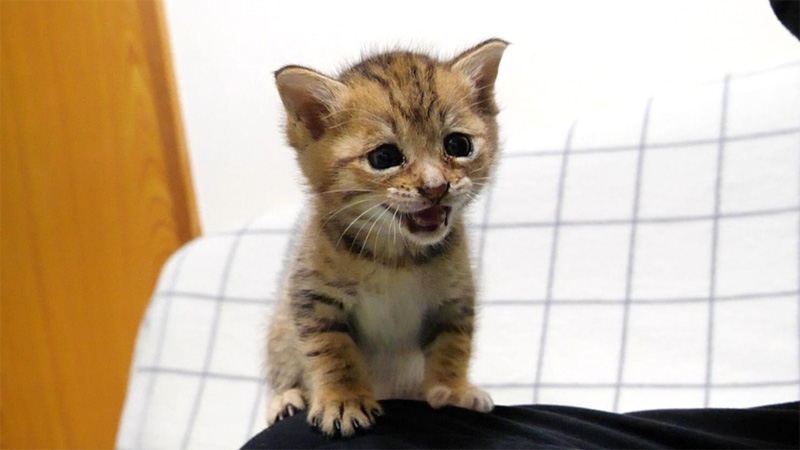 ミルクが待ちきれない子猫
