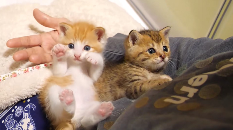 膝の上で甘える子猫達