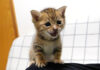 ミルクが待ちきれない子猫
