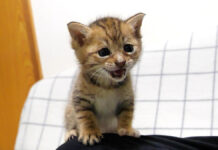 ミルクが待ちきれない子猫