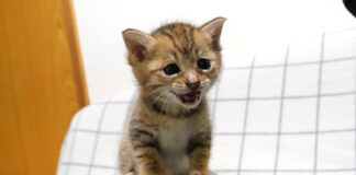 ミルクが待ちきれない子猫