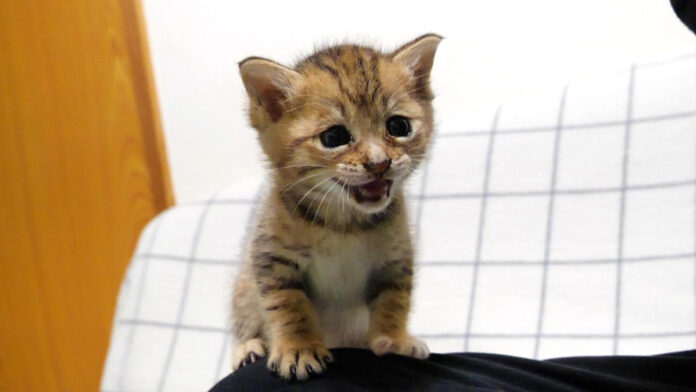 ミルクが待ちきれない子猫
