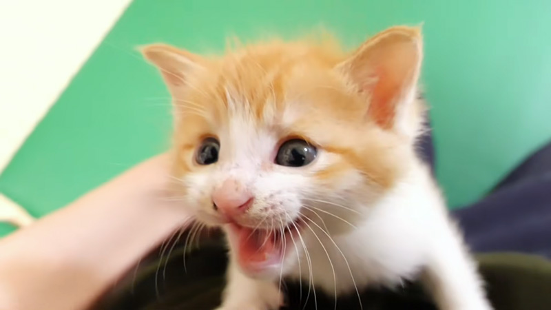 ミルクが待てない子猫