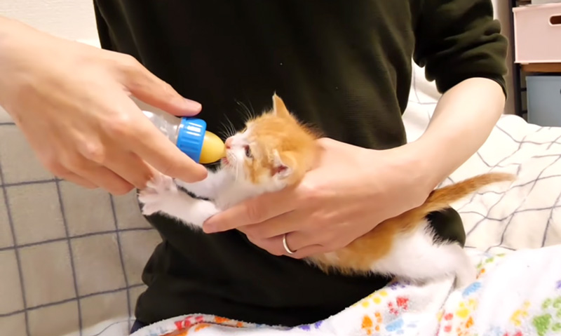 ミルクを夢中で飲む子猫