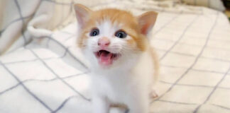ミルクが待てない子猫