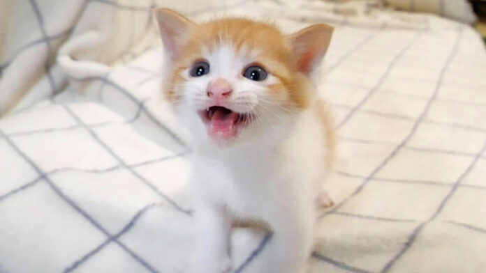 ミルクが待てない子猫