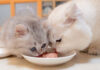 子猫達にご飯を横取りされた父猫