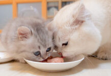 子猫達にご飯を横取りされた父猫