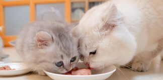 子猫達にご飯を横取りされた父猫