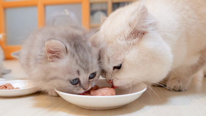 monkuyokodori_neko_title 子猫達にご飯を横取りされた父猫