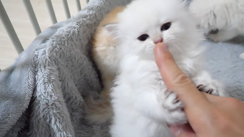 指が気になる子猫