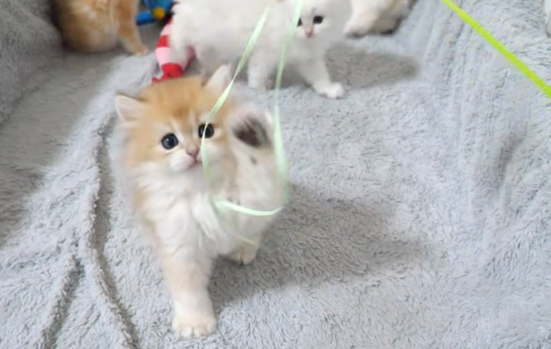 オモチャで遊ぶ子猫