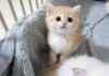 興味津々の子猫