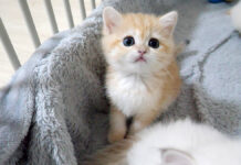 興味津々の子猫