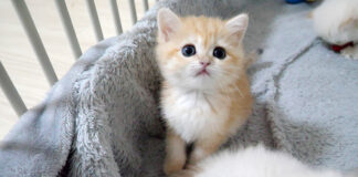 興味津々の子猫