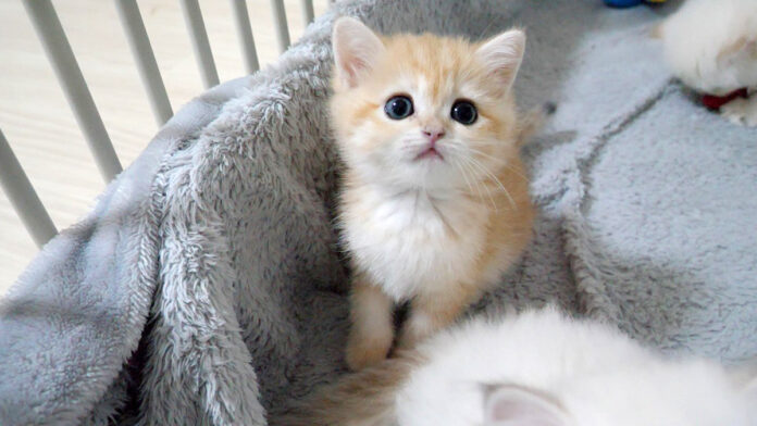 興味津々の子猫