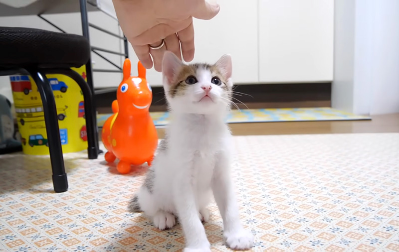ナデナデNGな子猫