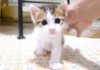 ナデナデNGな子猫