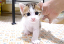 ナデナデNGな子猫