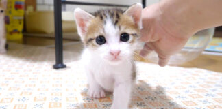 ナデナデNGな子猫