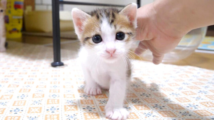 nadenadeng_neko_title ナデナデNGな子猫