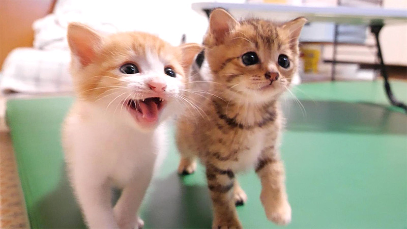 ご飯を催促する子猫達