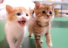 ご飯を催促する子猫達