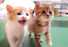 ご飯を催促する子猫達