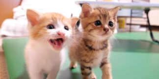 ご飯を催促する子猫達