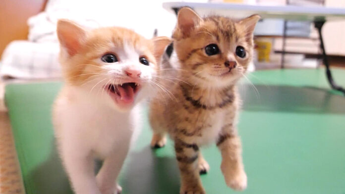 ご飯を催促する子猫達
