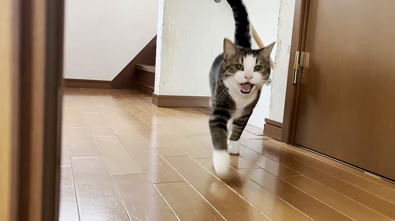 駆け寄ってきた猫