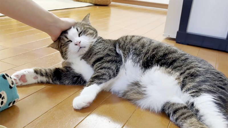 ナデナデを堪能する猫