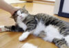 ナデナデを堪能する猫