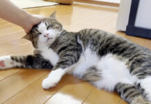 ナデナデを堪能する猫