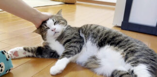 ナデナデを堪能する猫