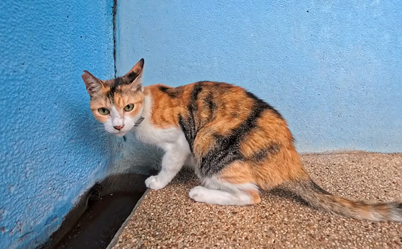 水を飲んでいた猫駅員
