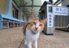 出迎えてくれる猫駅員